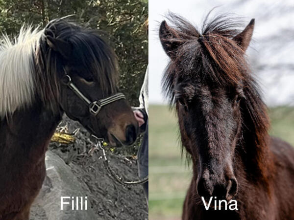 Fotos der Islandponies Filli und Vina