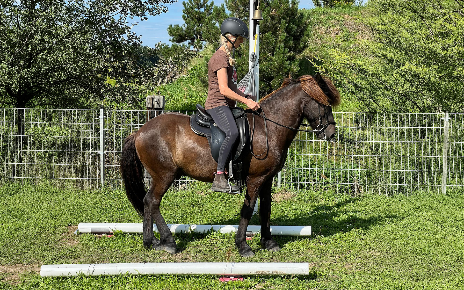 Working Equitation Kurs mit Stephan Vierhaus - Speziell für Islandpferde